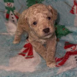 Red Collar - Cream male Poodle puppy in Macon, Georgia from Mystic Mini Poodles