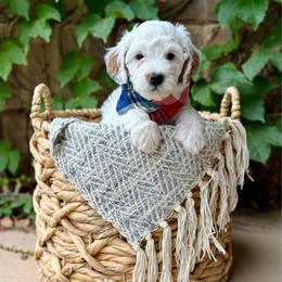 MJ - Cream male Goldendoodle puppy in St. George, Utah from Dashing Doodle Pups