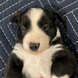 Border Collie Puppies from Trailblazer Border Collies