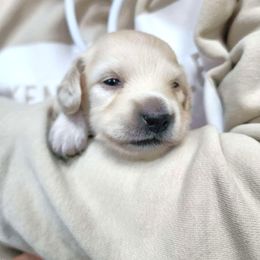 Pink Girl - Cream female Dachshund puppy in Madison, Wisconsin from CC's Dachshunds