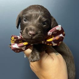 Chocolate boy one - Chocolate male Dachshund puppy in Payette, Idaho from NT Mini Doxies