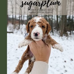 Sugarplum - Red  female Goldendoodle puppy in Brookville, Pennsylvania from Woodland Mountain Doodles