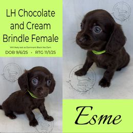 Esme - Chocolate female Dachshund puppy in Denham Springs, Louisiana from Rockin’ with Dachshunds