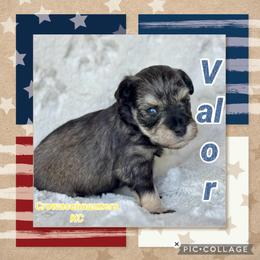 Valor - Black and silver male Miniature Schnauzer puppy in Independence, Missouri from Crown Schnauzers KC