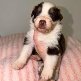 Holly - Red tri-color female Australian Shepherd puppy in Anniston, Alabama from All Hale Aussies