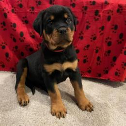 Female 1 Red collar - Black and rust female Rottweiler puppy in Aspers, Pennsylvania from Vom Uberlegenen Rottweilers