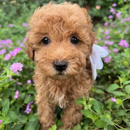 White Collar - female Cavapoochon puppy in Waterford, California from Windy Hill Doodles
