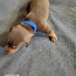 Dachshund Puppies from Weenies on the Lake