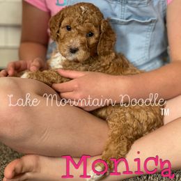 Australian Labradoodle, Double Doodle, Goldendoodle, and Labradoodle Puppies from Lake Mountain Doodle
