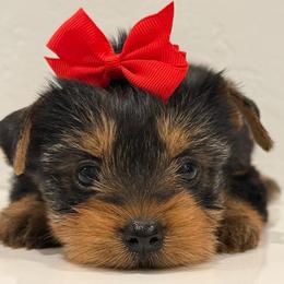 Justice - Black and gold female Yorkshire Terrier puppy in Los Angeles, California from 818 Yorkies