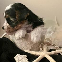 Dahlia - Yorkshire Terrier