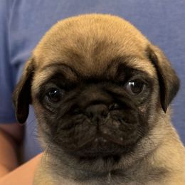 Ricky - Fawn male Pug puppy in Hemet, California from Greek God Pugs
