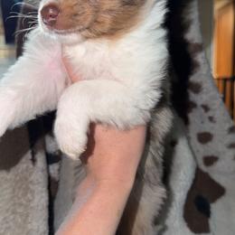 Red Merle female blossom - Red merle female Toy Australian Shepherd puppy in Spirit Lake, Idaho from North Idaho Aussies