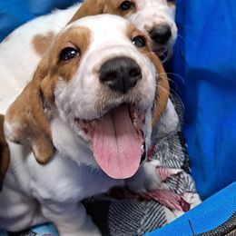 Basset Hounds from Hilliards Basset Hound Buddies