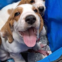 Basset Hounds from Hilliards Basset Hound Buddies