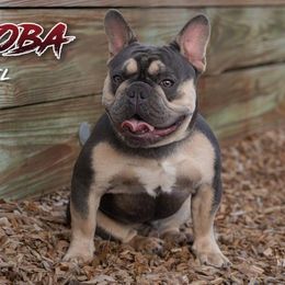 Koba - French Bulldog