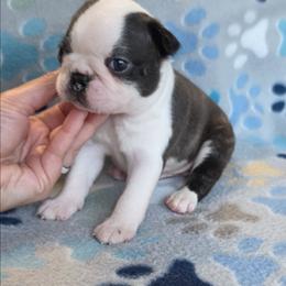Ash - Brindle and white male Boston Terrier puppy in Billings, Missouri from Azaleas Euro Boxers & Boston Terriers