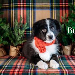 Bumi - Black & white male Miniature American Shepherd puppy in Puyallup, Washington from TRAILS END (FERGI’S) GEMINI