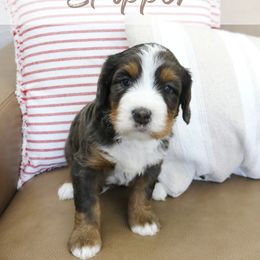 Skipper - Blue merle male Bernedoodle puppy in Idaho Falls, Idaho from Idahome Doodle