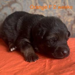 Orange collar girl - Black and red female German Shepherd puppy in Coleta, Illinois from Four Leaf Farm- Vom Vierblättriges Bauernhof