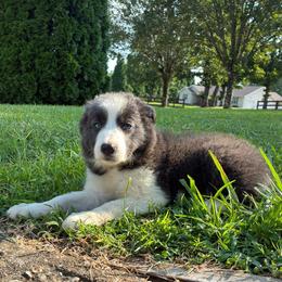 Bluey- blue and white - Blue female Border Collie puppy in Chattanooga, Tennessee from Ross Vegas Kennels
