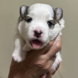 Pomsky Puppies from Bluepomski Puppies & Stud Services Of South West Florida
