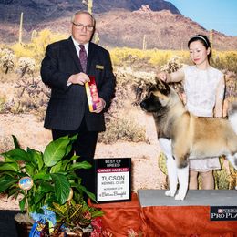 Akita All Grown Up from Aces-Up Akitas