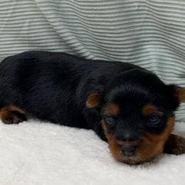Bo - Blue and gold male Yorkshire Terrier puppy in Monticello, Iowa from Ashley’s Puppies