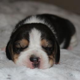 Raven - Black tan and white female Beagle puppy in Morrill, Kansas from Kelle Beagles