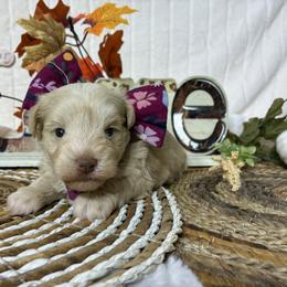 Peach - Wheaten female Miniature Schnauzer puppy in Hemet, California from Journee Home Mini Schnauzers