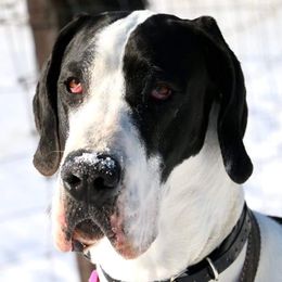 Jade - Great Dane