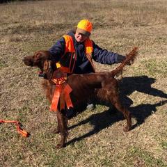 Irish Setters from High Note Irish Setters