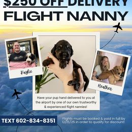 Merlin - Phantom male Goldendoodle puppy in New River, Arizona from Sonoran Standard Doodles