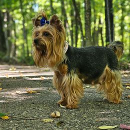Selah - Yorkshire Terrier