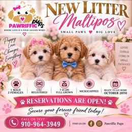Miles - Cream male Maltipoo puppy in Spring Lake, North Carolina from Pawriffic Pups