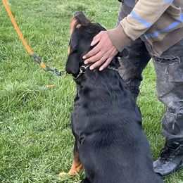 Linda - Rottweiler