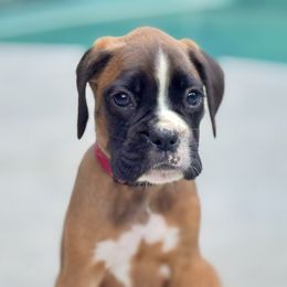 Rose - Fawn female Boxer puppy in Georgia from Stephanie’s Boxers