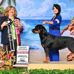 Rottweilers from Longbow Rottweilers