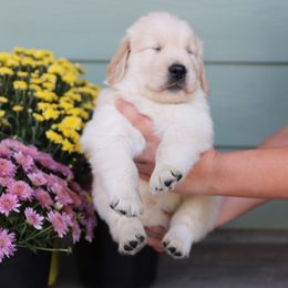 Golden Retriever Puppies from A Refined Canine