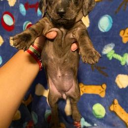 Dachshund Puppies from M's puppy love