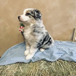 Girl 2 - Blue merle female Australian Shepherd puppy in Bloomfield, New Mexico from Victoria's Australian Shepherds