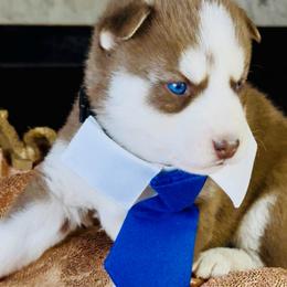 Phoenix (nix) - Red and white male Siberian Husky puppy in Atlanta, Georgia from Lobban Huskies