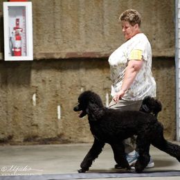 Poodles from Omaha Standard Poodles