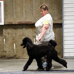 Poodles from Omaha Standard Poodles
