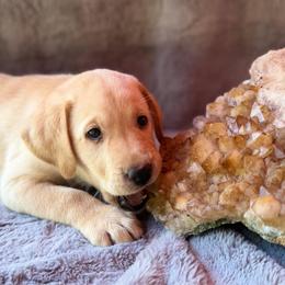 Wade - Yellow male Labrador Retriever puppy in Sweet Home, Oregon from Knotty Creek Labradors