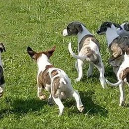 Whippet Puppies from Copestone Whippets