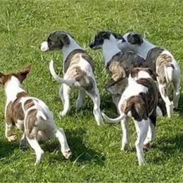 Whippet Puppies from Copestone Whippets