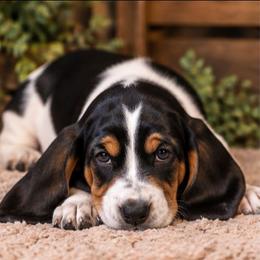Purple - Black white and brown female Basset Hound puppy in Fayetteville, Tennessee from Southern Town Hounds