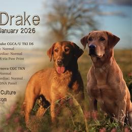 Male - Yellow male Labrador Retriever puppy in Sherrard, Illinois from Gochee Labs