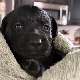 Ireland- Pink Collar - Black female Labrador Retriever puppy in Greensburg, Kentucky from Paws Farm Retrievers